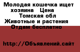 Молодая кошечка ищет хозяина › Цена ­ 1 - Томская обл. Животные и растения » Отдам бесплатно   